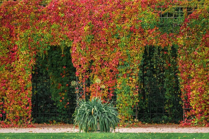 Pergola