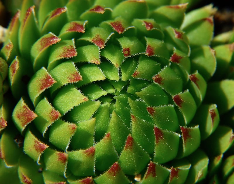 Sedum Succulent